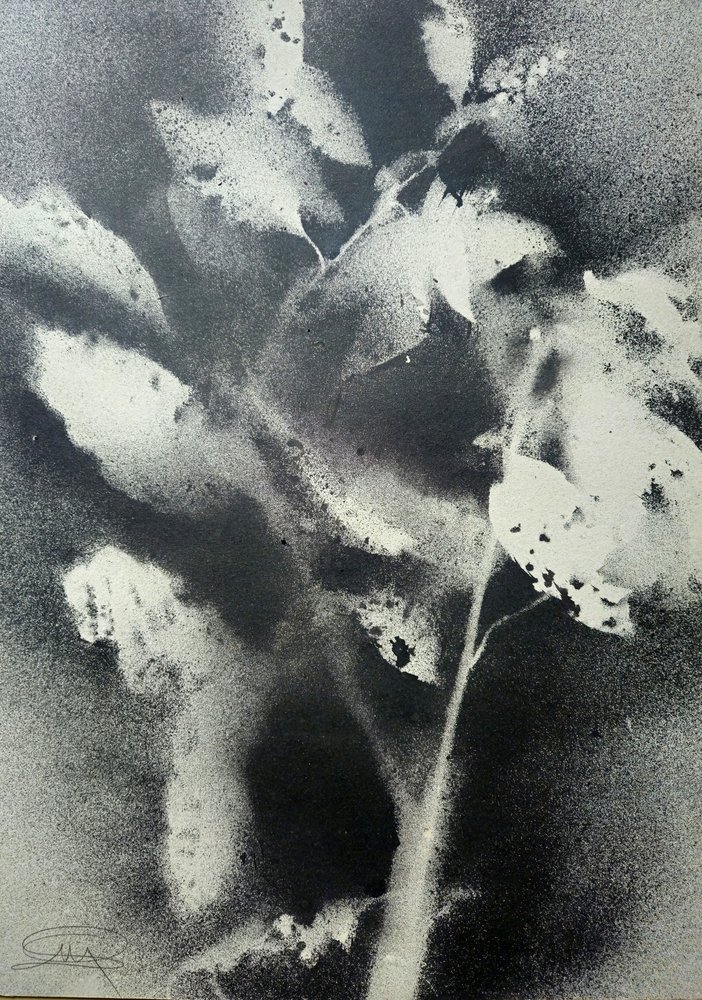Monochromatická botanická studie od Stefano Mazzolini