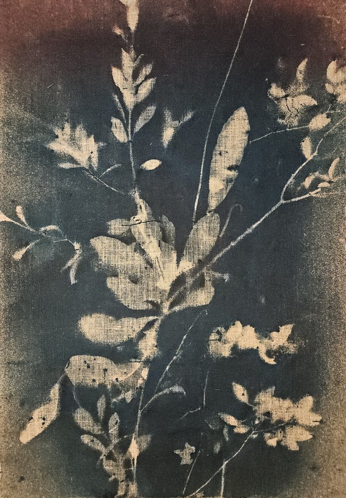 Vintage modré botanické motivy od Stefano Mazzolini