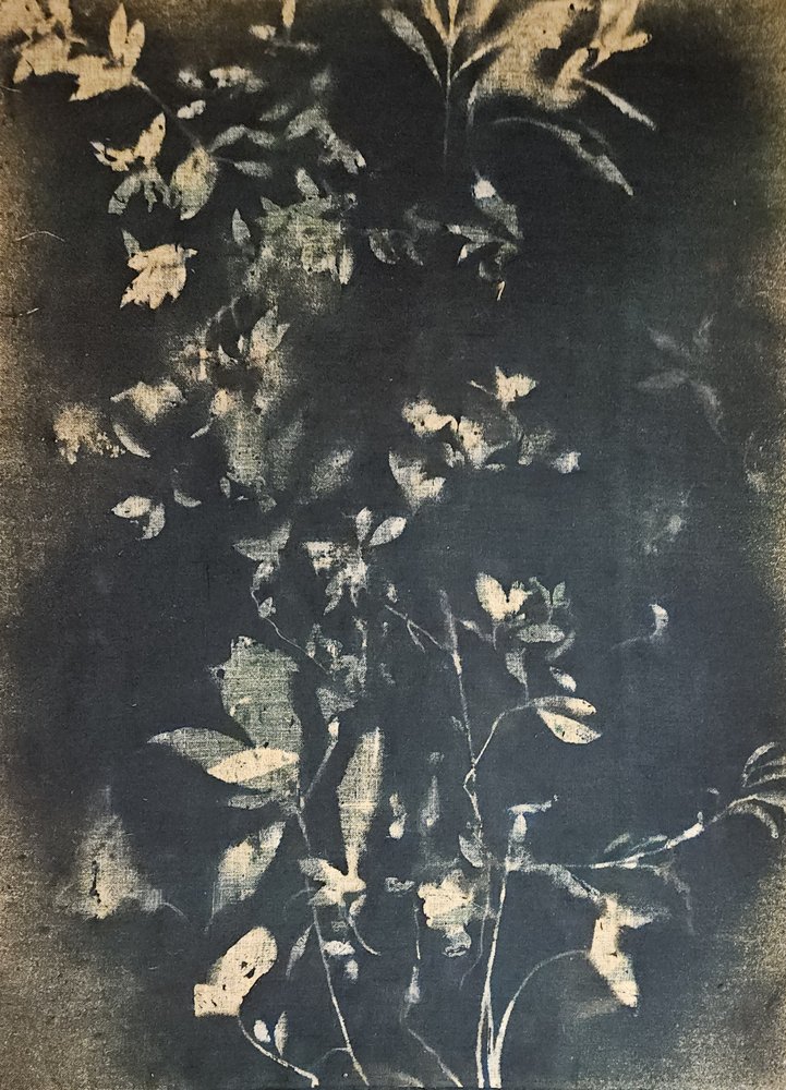 Vintage botanické listy od Stefano Mazzolini