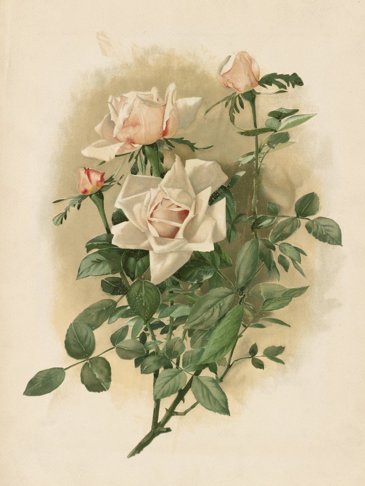 Růže Duchesse De Vallombrosa od Thaddeus Welch