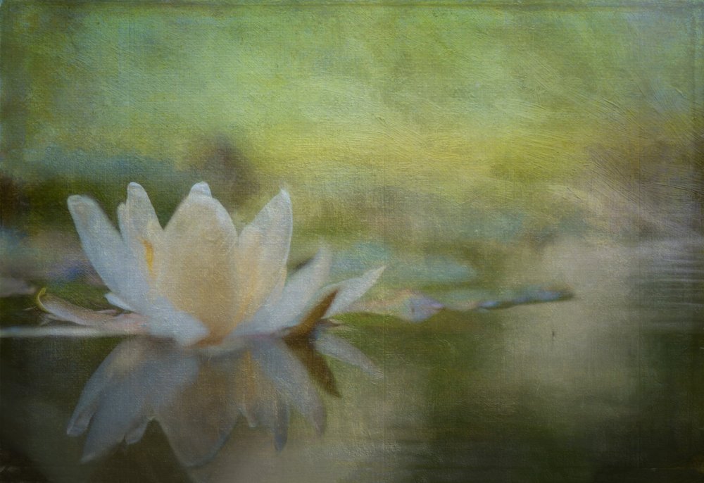 Klidná leknína od Ulrike Eisenmann