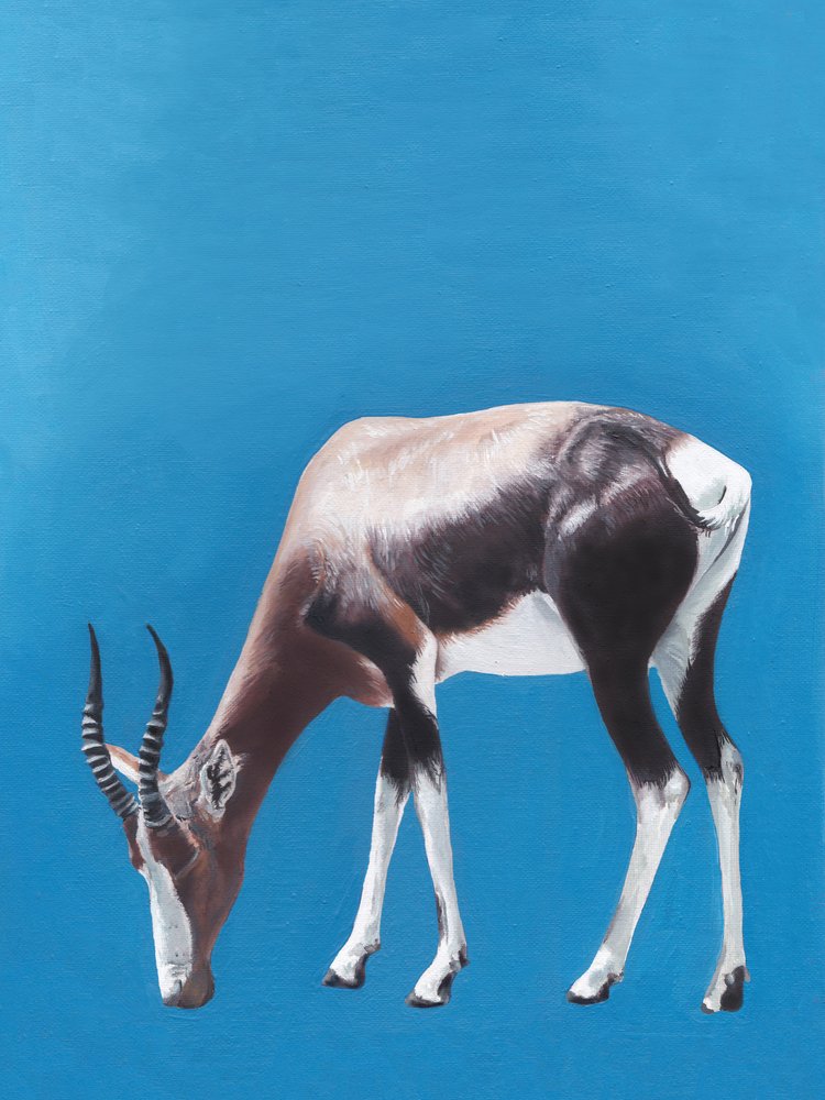 Africký blesbok při pastvě od Viccy Wanliss