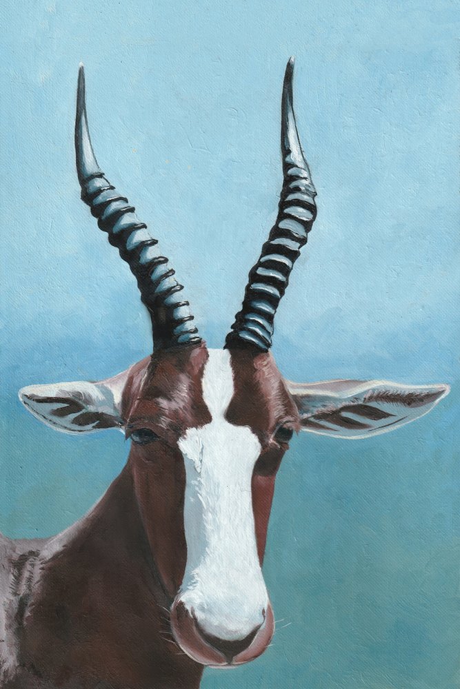 Pohled antilopy blesbok od Viccy Wanliss