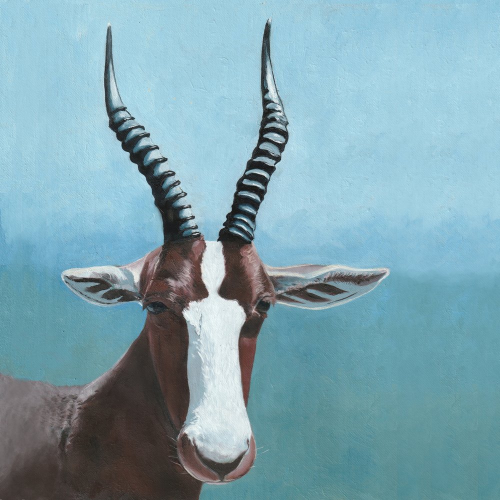 Pohled antilopy blesbok od Viccy Wanliss
