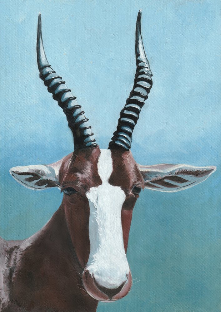 Portrét antilopy blesbok od Viccy Wanliss