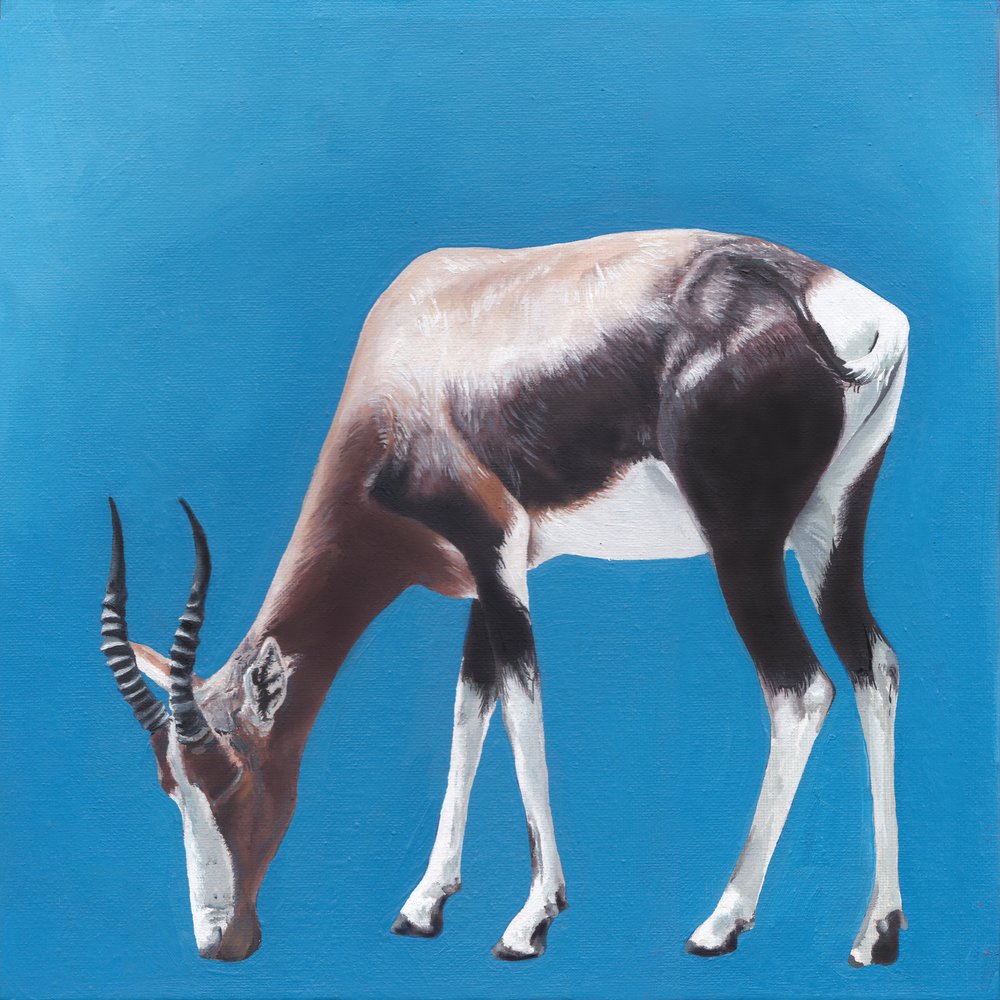Bontebok proti Blue od Viccy Wanliss