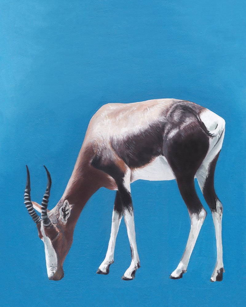 Pasoucí se antilopa bontebok od Viccy Wanliss