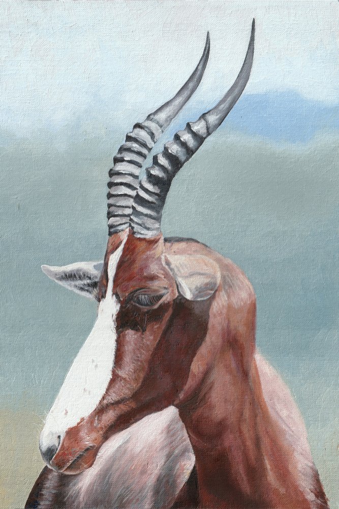 Majestátní antilopa blesbok od Viccy Wanliss