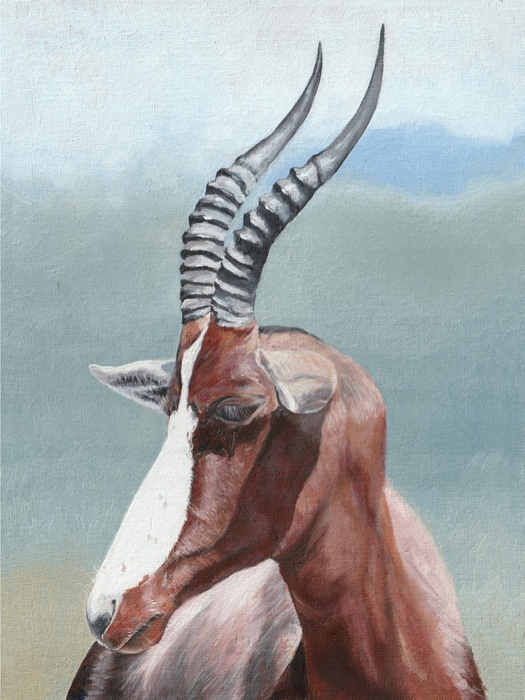 Klidný portrét antilopy blesbok od Viccy Wanliss