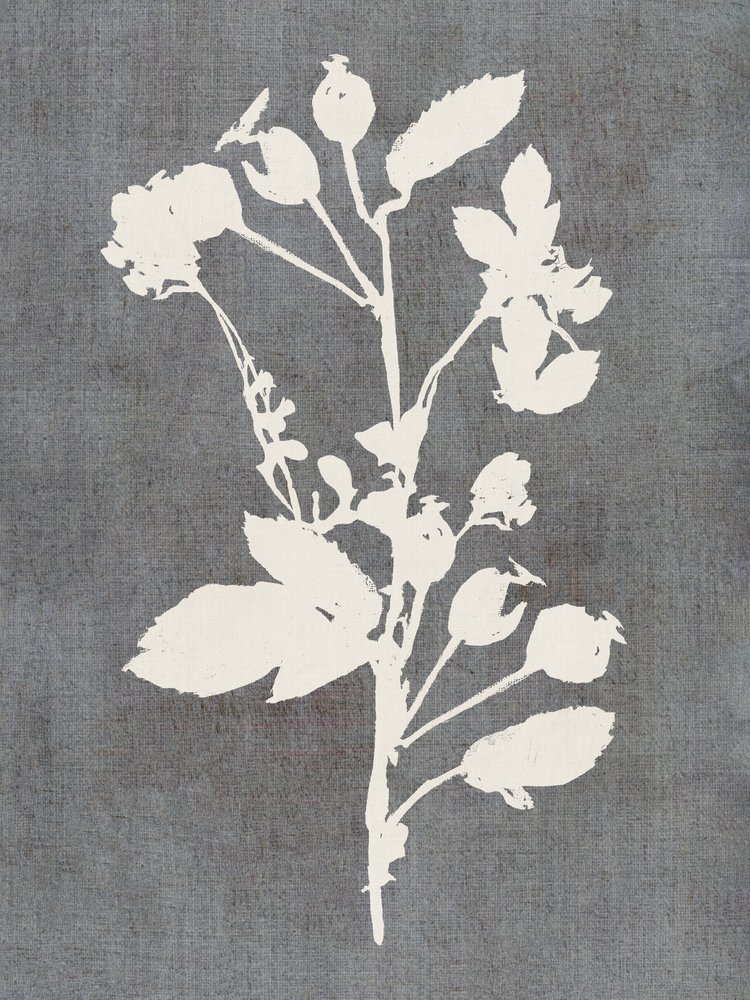 Botanická silueta růže od cartissi