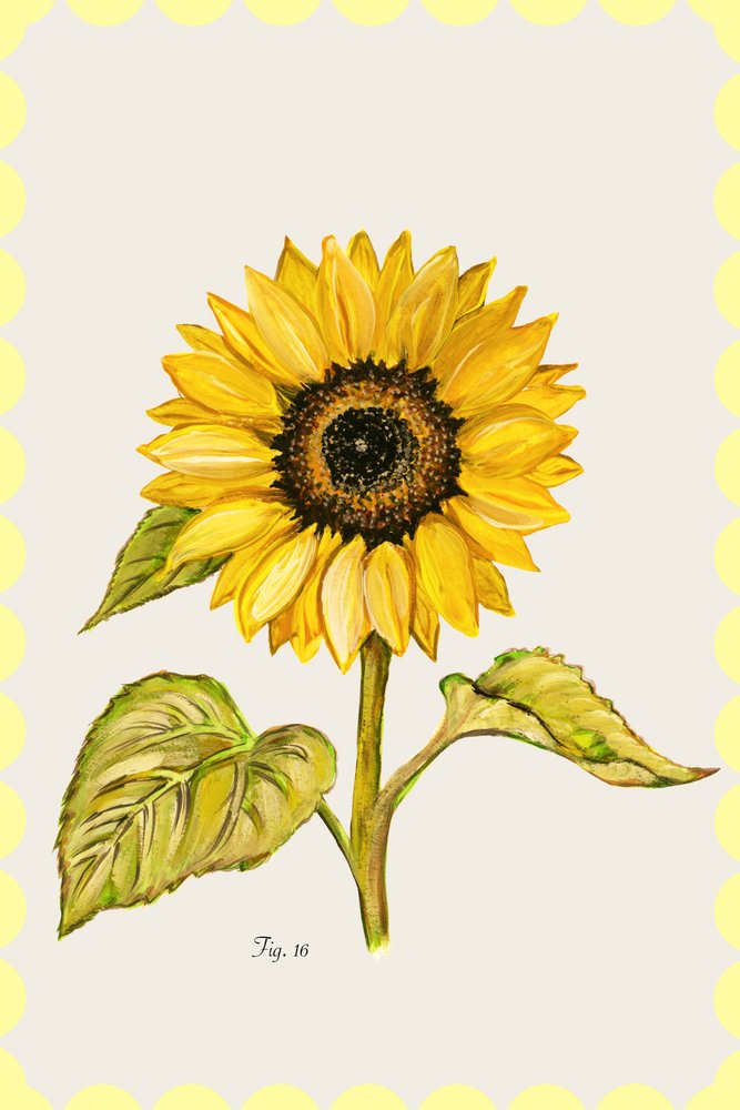 Botanická série „Zlatá slunečnice“ od cartissi