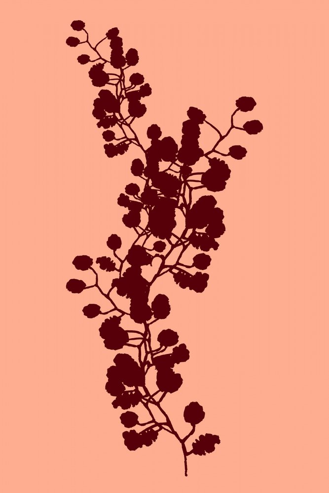 Botanická silueta broskve od cartissi