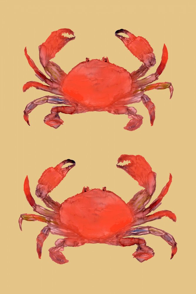 Zářivě červené kraby od cartissi