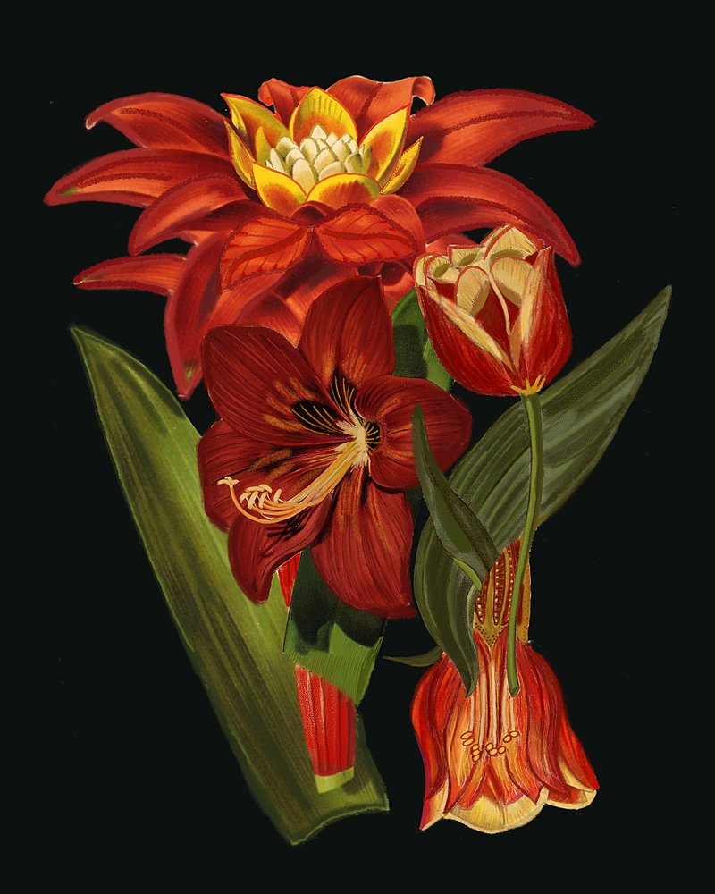 Elegantní botanické květy od giovanna nicolo