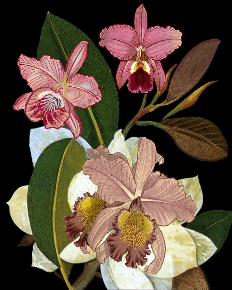 Elegantní růžové orchideje od giovanna nicolo