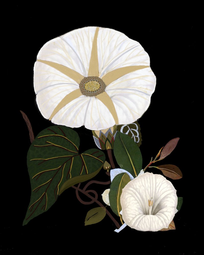  od giovanna nicolo
