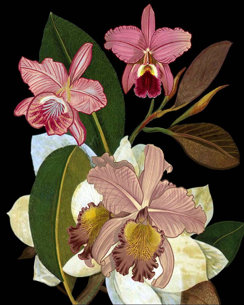  od giovanna nicolo