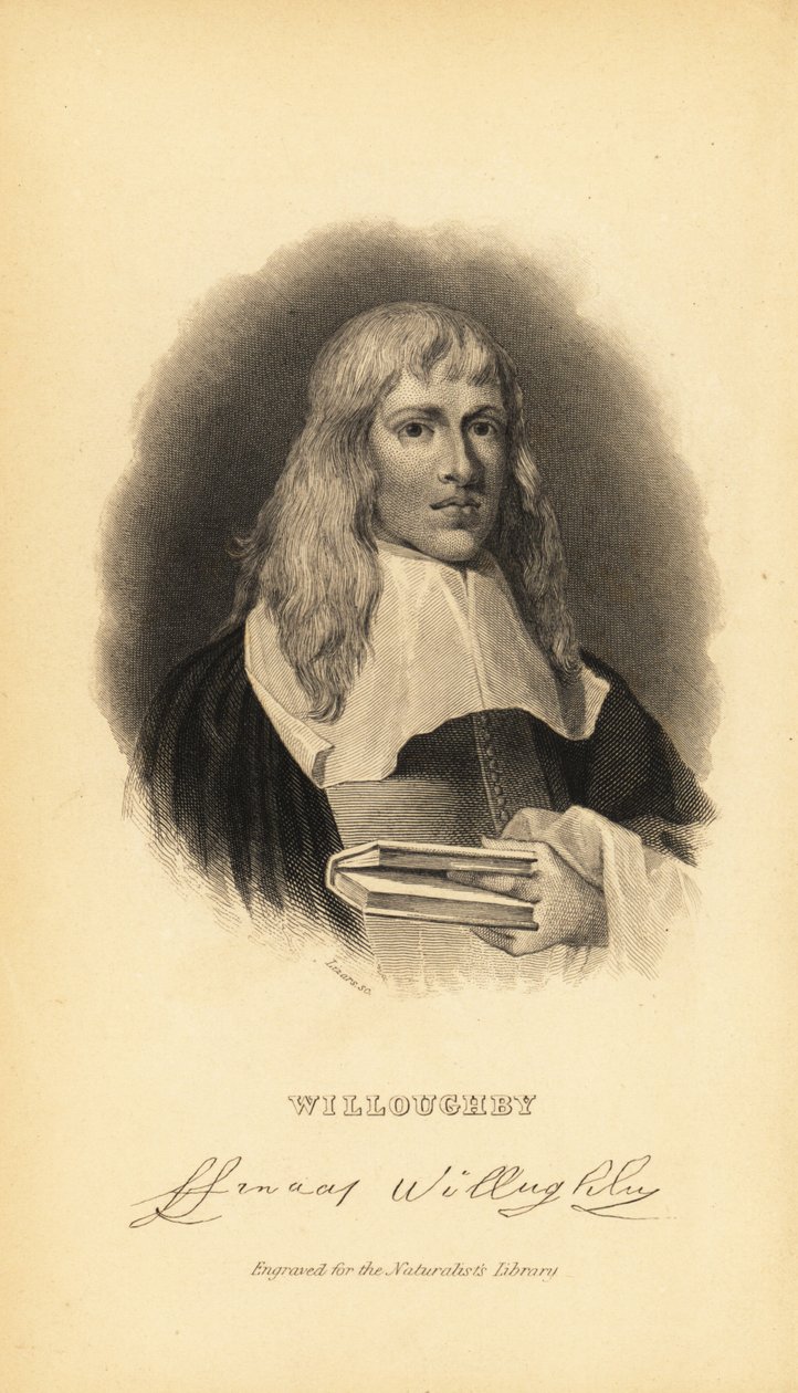 Francis Willughby nebo Willoughby , anglický ornitolog a ichtyolog, 1635-1672 od Unknown