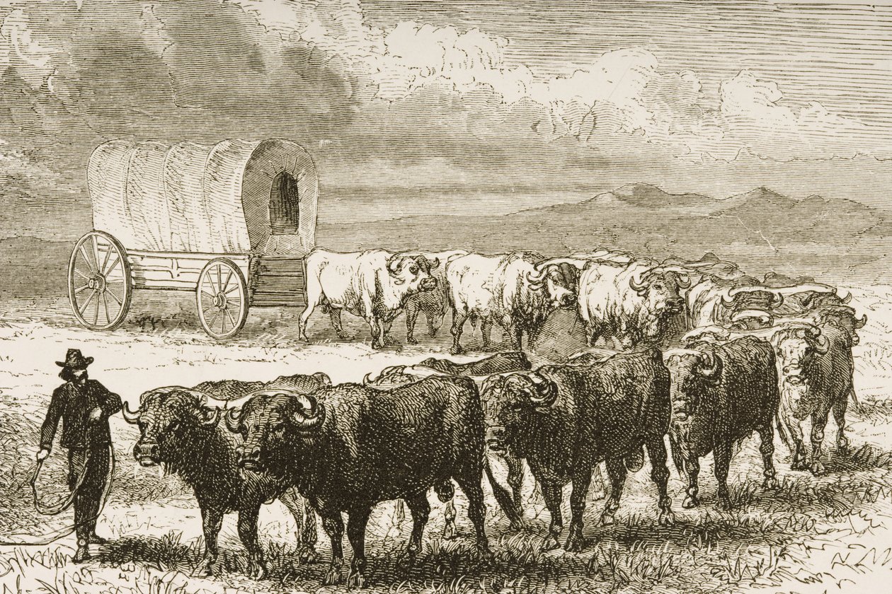 Bullock Wagon Crossing the Great Plains mezi St. Louis a Denver, c.1870, from 