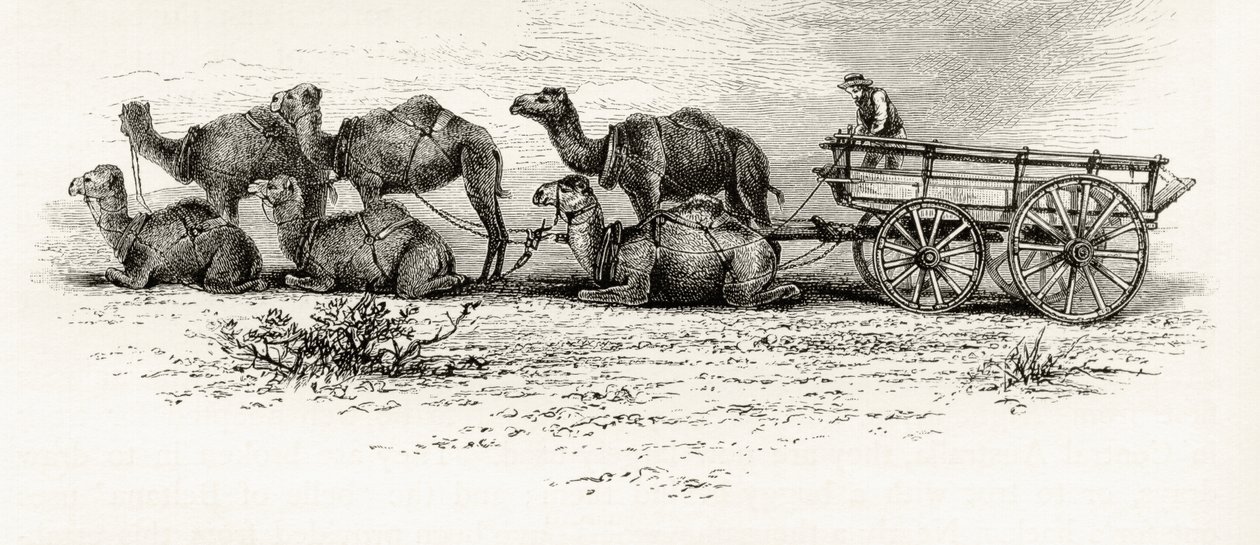 Velbloudi používaní k přepravě materiálu přes poušť v Austrálii, asi 1880, z knihy Howarda Willoughbyho "Australian Pictures", vydané Religious Tract Society, Londýn, 1886. od English School