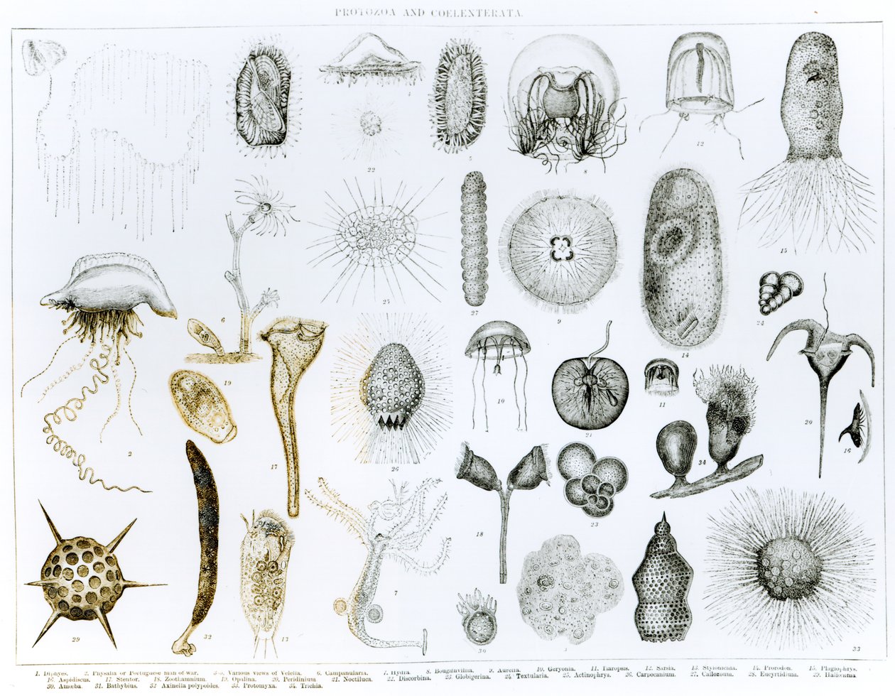 Prvoci a Coelenterata (litho) (černobílá fotografie) od English School