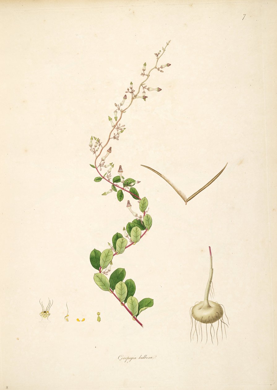 Ilustrace Ceropegia bulbosa, Apocynaceae, Asclepiadoideae od anonymus