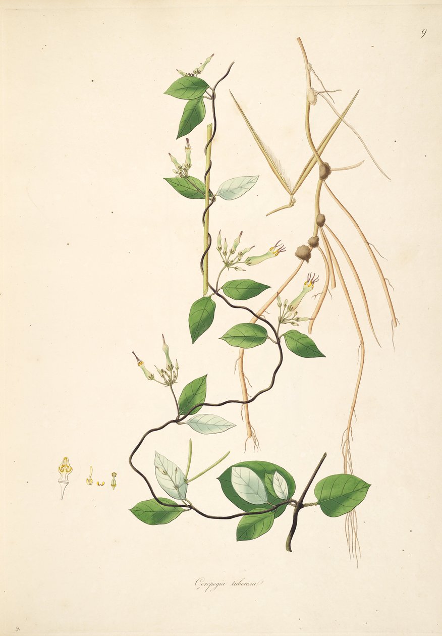 Ilustrace Ceropegia tuberosa (= Ceropegia candelabrum subsp. Tuberosa), Apocynaceae, Asclepiadoideae od anonymus
