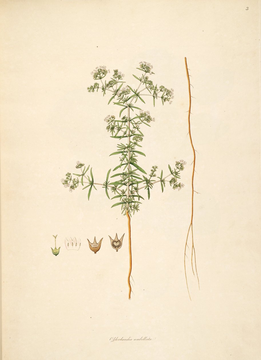 Ilustrace Oldenlandia umbellata, Rubiaceae od anonymus
