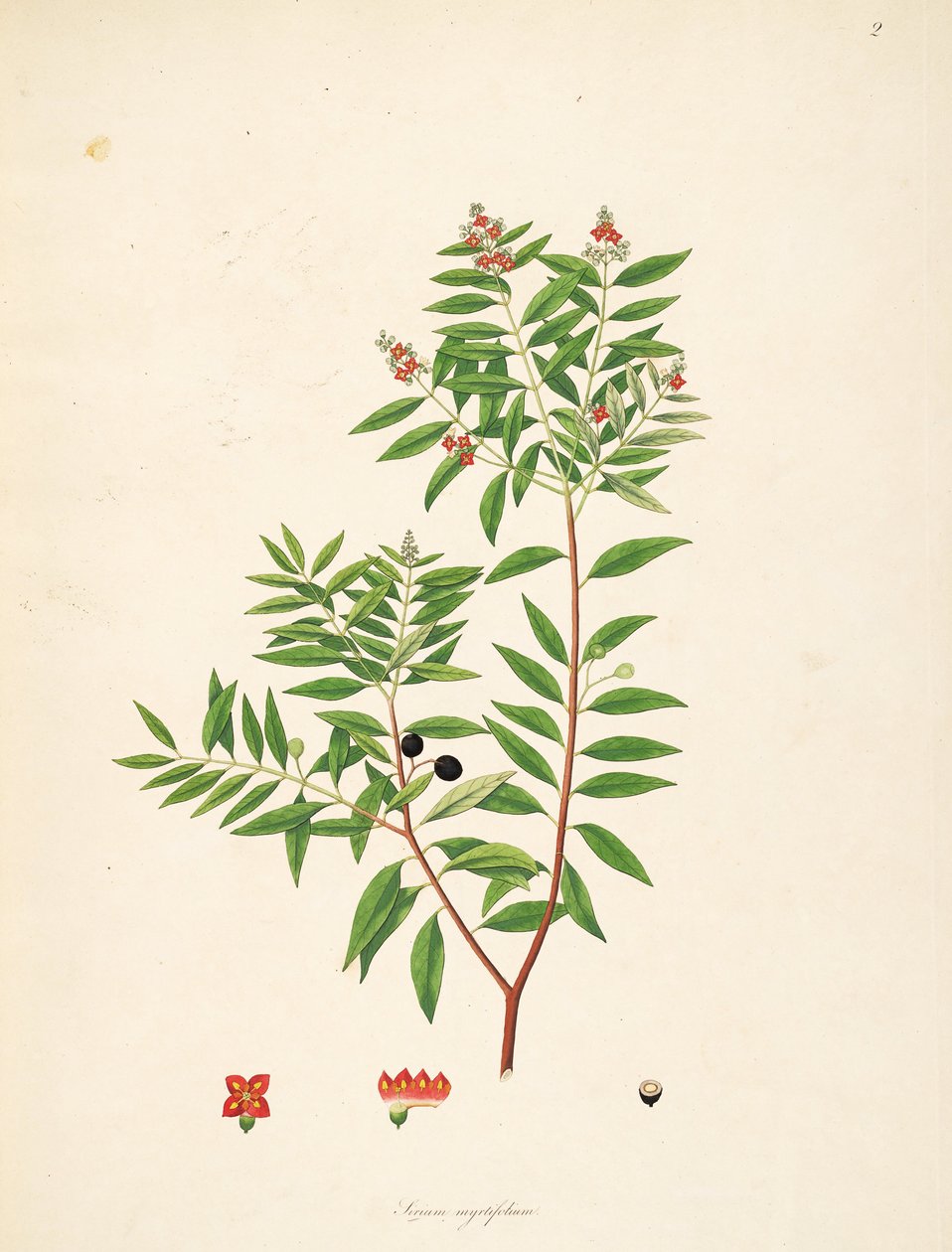 Ilustrace Sirium myrtifolium (= Santalum album), Santalaceae od anonymus