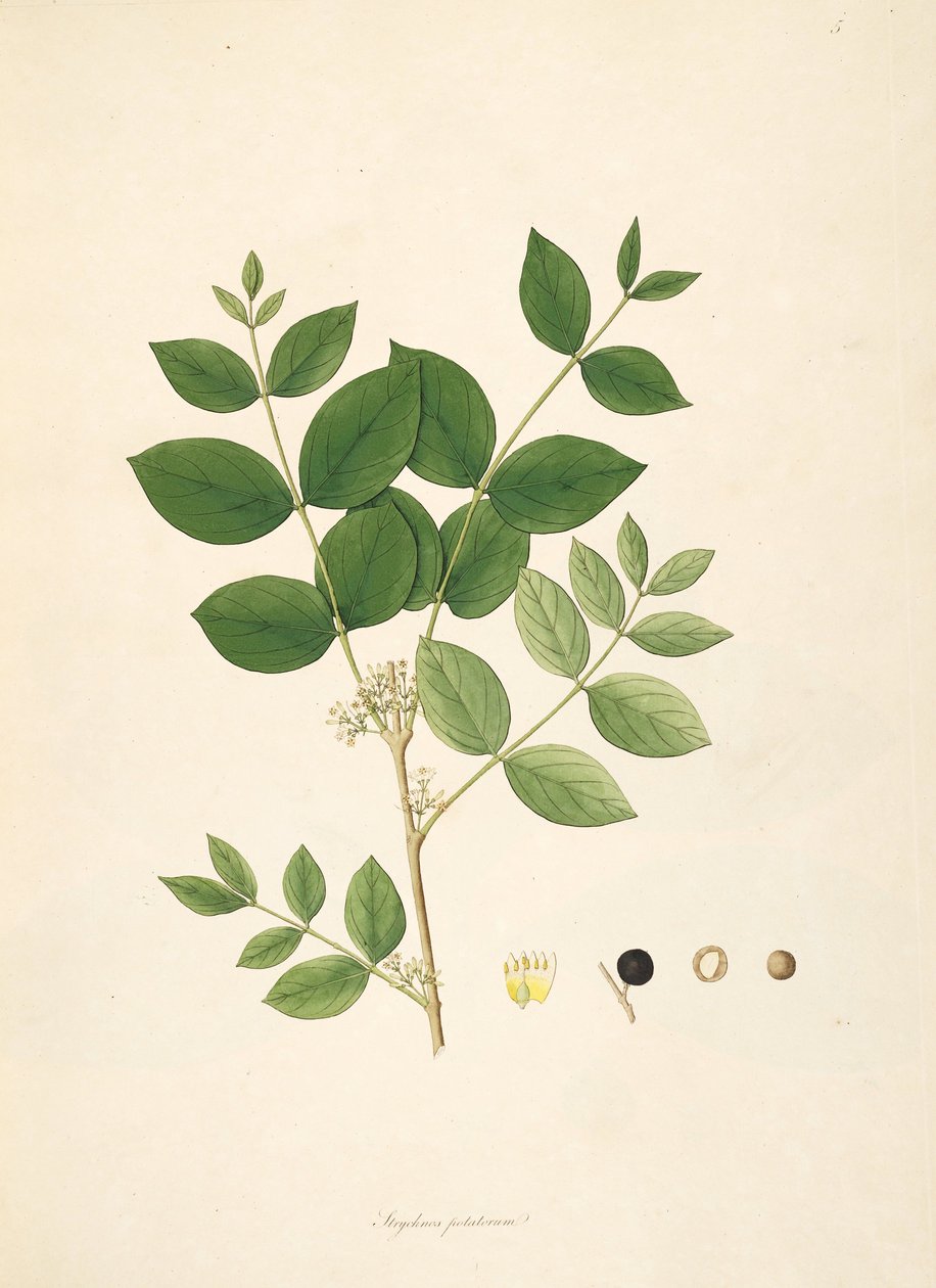 Ilustrace Strychnos potatorum, Loganiaceae od anonymus