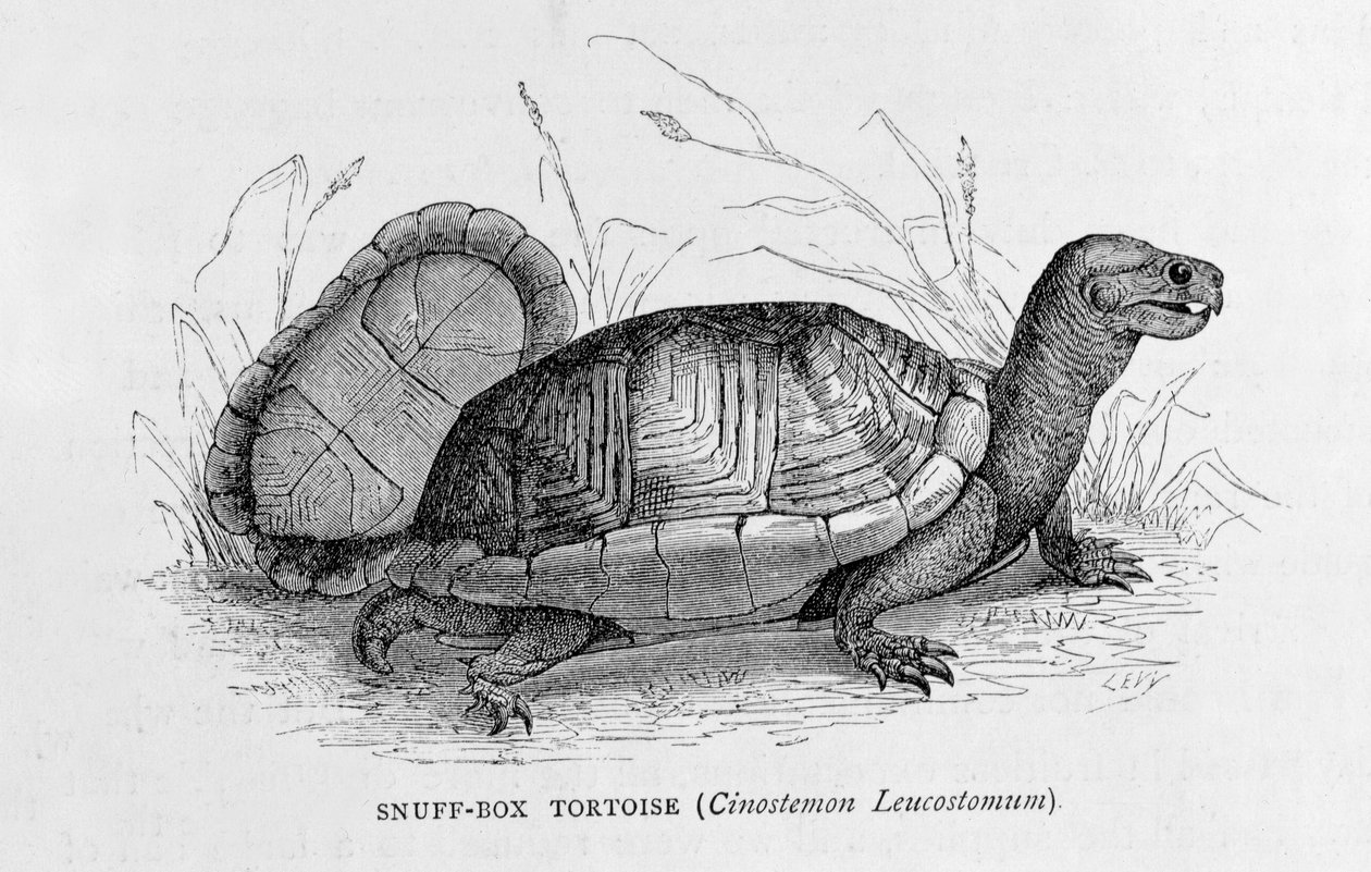 Želva z tabatěrky (Cinostemon Leucostomum), z 