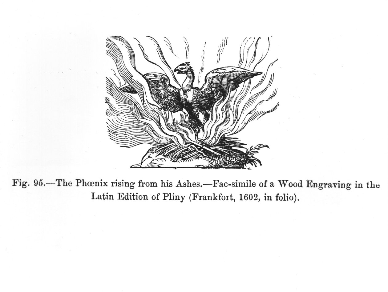 Fénix vstávající z popela, z latinského vydání Plinia vydaného ve Frankfurtu v roce 1602, ilustrace z „Vědy a literatury ve středověku a renesanci“, kterou napsal a vyryl od German School
