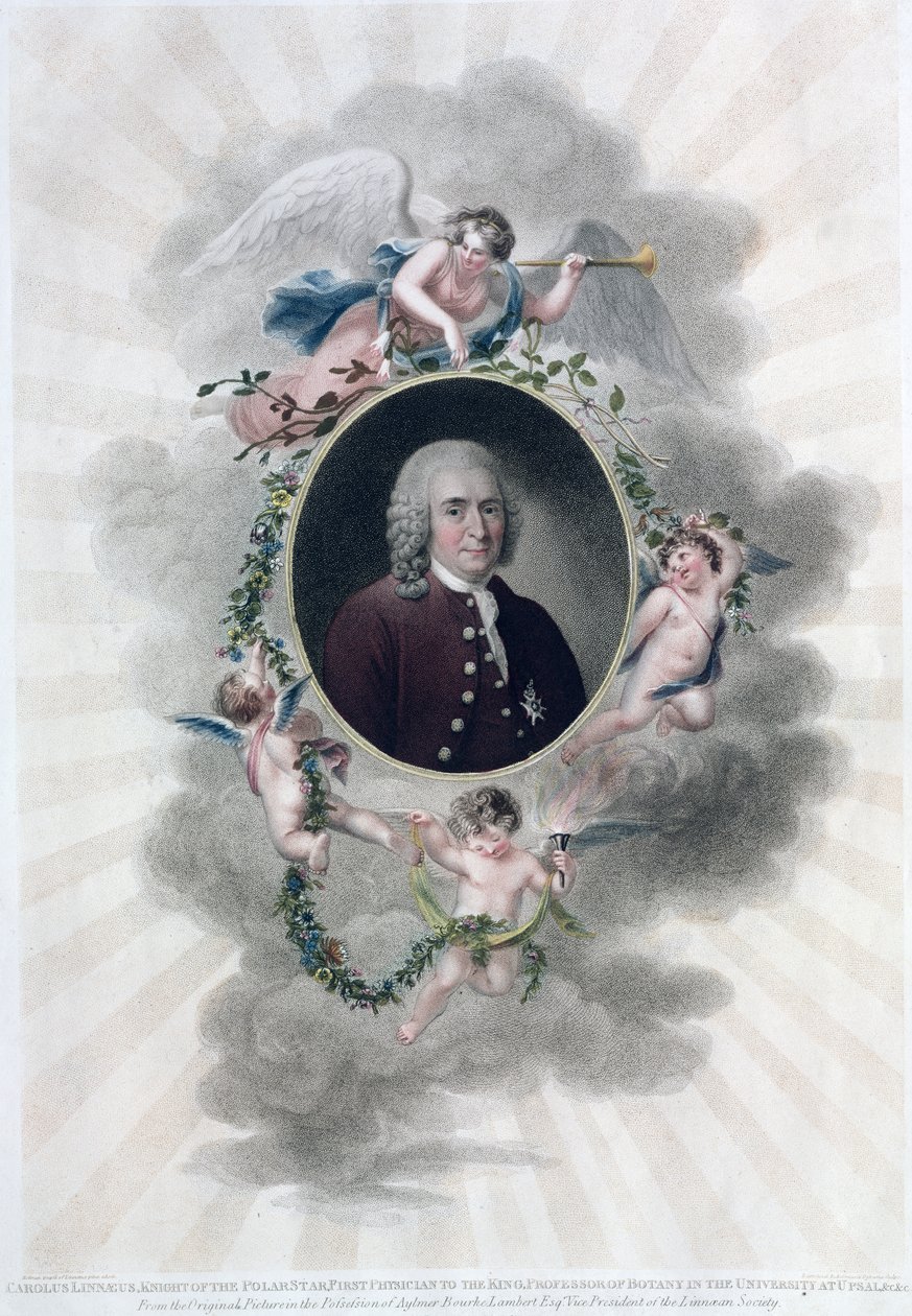 Carolus Linnaeus (1707-78), rytíř Polární hvězdy, první lékař krále, profesor botaniky na univerzitě v Upsalu, vyryl Francesco Bartolozzi (1727-1815), vydáno 1806 (barevně). od Hollman