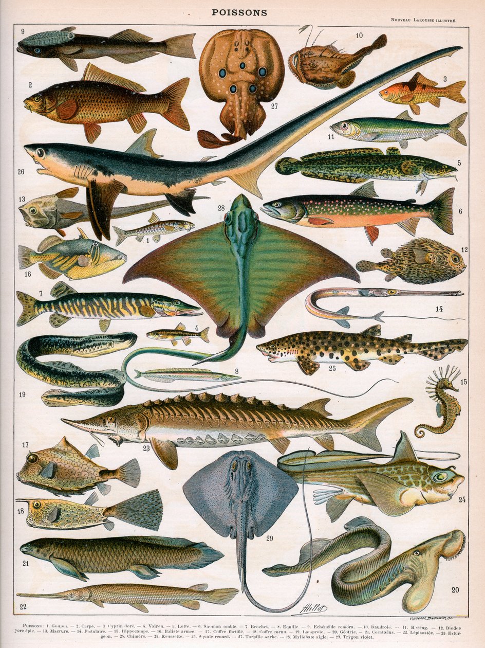 Ilustrace Ocean Fish, cca 1905-10 (barevné lito) od (after) Alillot