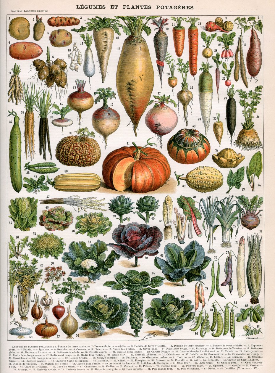 Ilustrace odrůd zeleniny, cca 1905-10 (barevné lito) od (after) Alillot