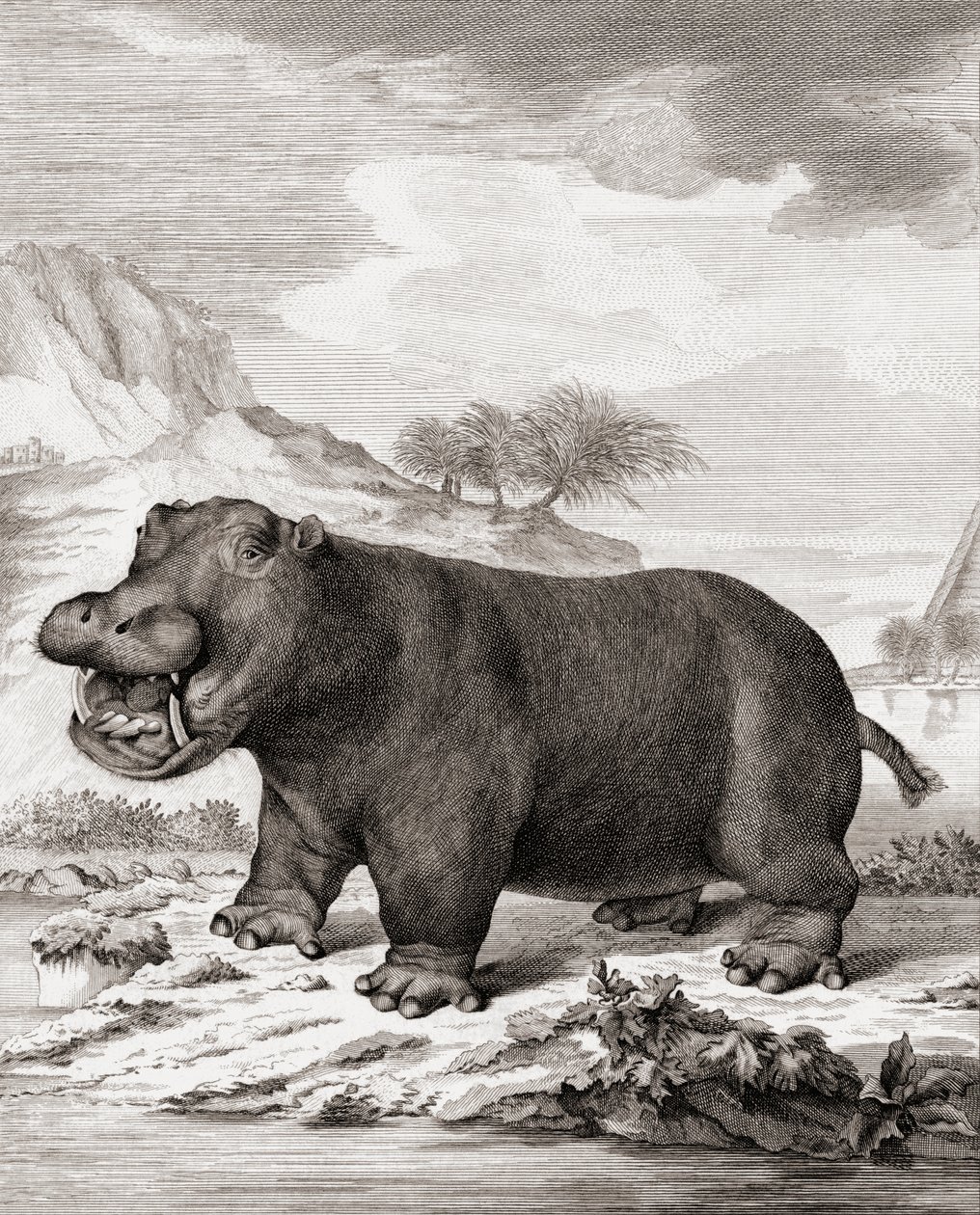 Hroch (Hippopotamus amphibius) od (after) Dutch School