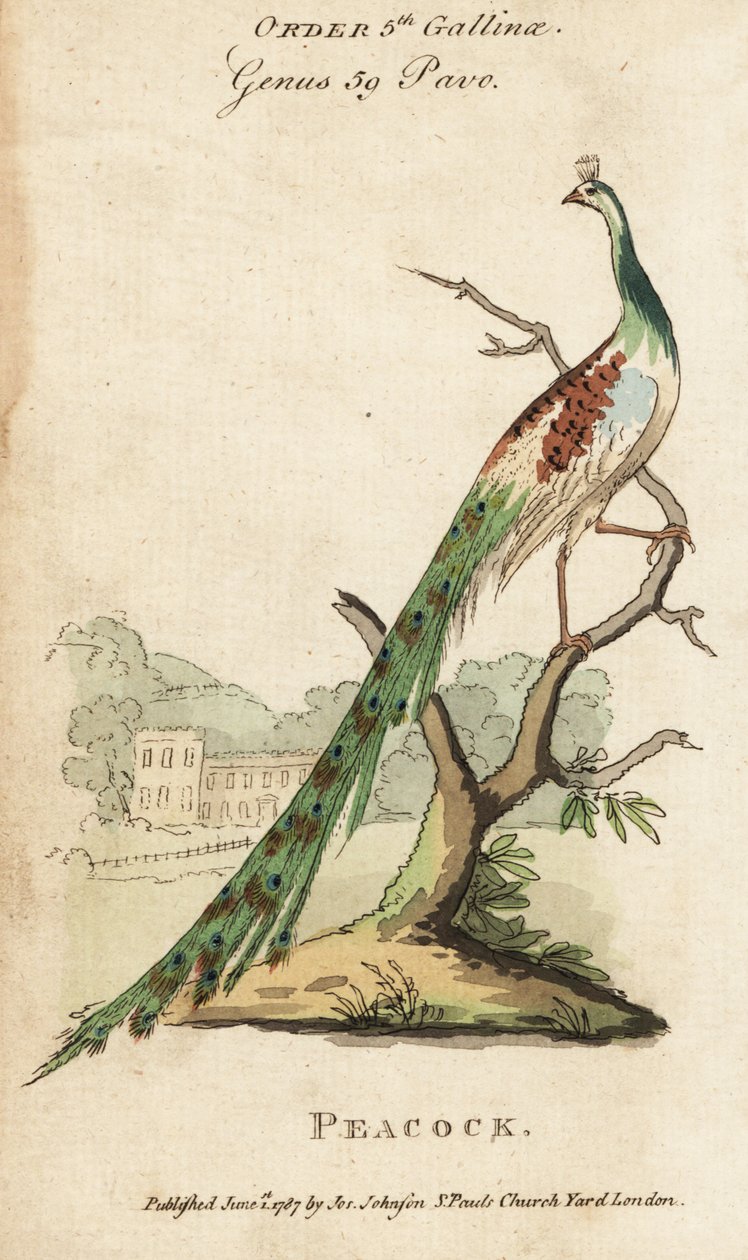 Indický páv nebo páv, Pavo cristatus od (after) English School
