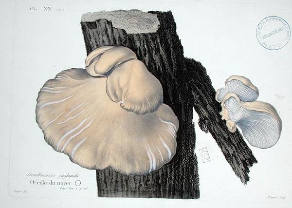 Dendrosarcos juglandis, deska 20 z 