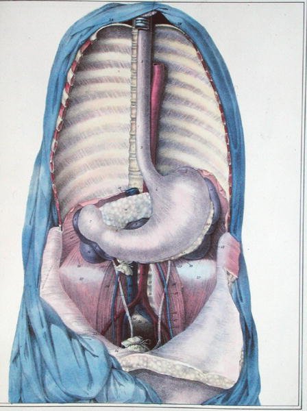 Anatomie jícnu a žaludku, z 