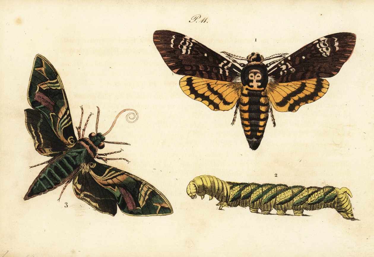 Africký úhyn jestřábník a larva, Acherontia atropos 1,2 a jestřáb oleandrový, Daphnis nerii 3 od Unknown