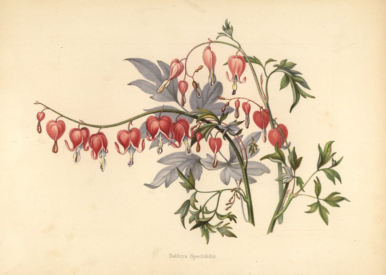 Asijské krvácející srdce, Lamprocapnos spectabilis (Delitrya spectabilis) od Unknown