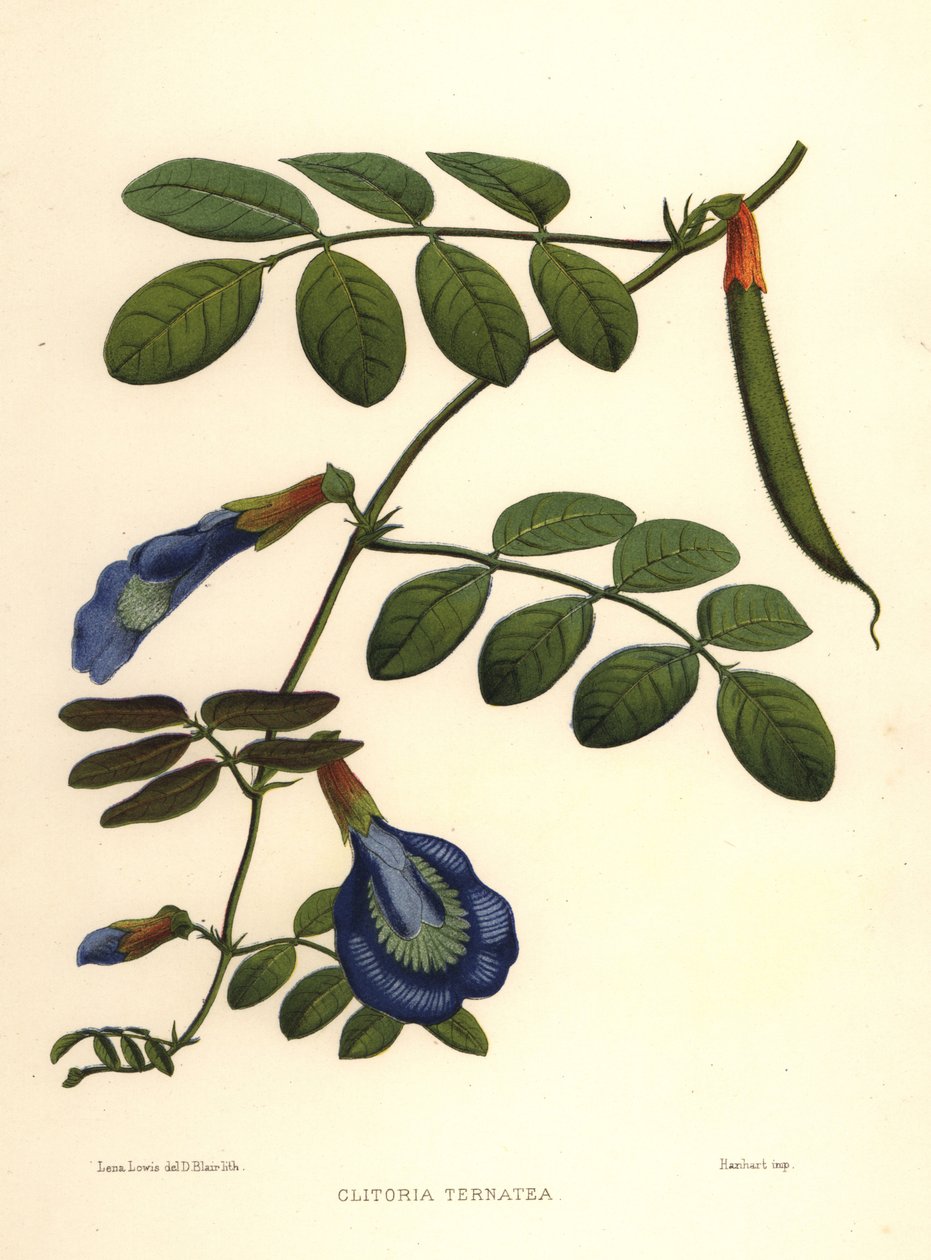 Asijská holubinka, motýl hrachor nebo hrachor Darwin, Clitoria ternatea od Unknown