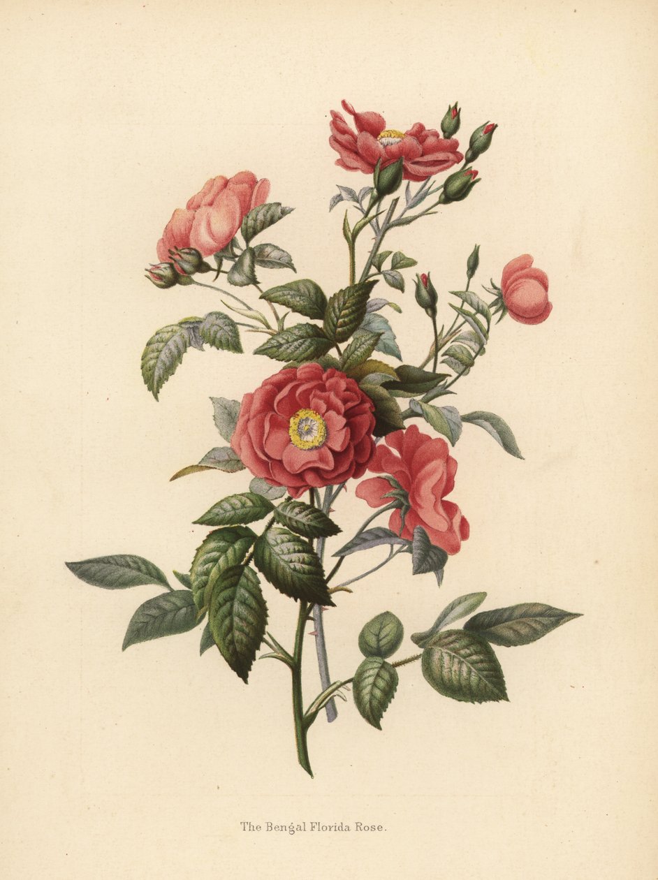 Bengálská růže floridská, Rosa chinensis (Rosa bengalensis) od Unknown