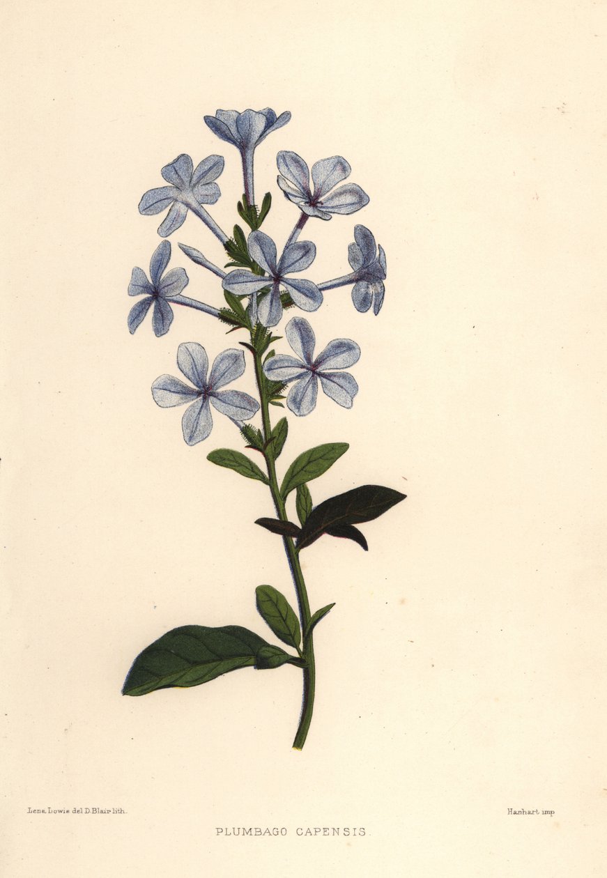 Plumbago nebo olovnice kapská, Plumbago auriculata (Plumbago capensis) od Unknown