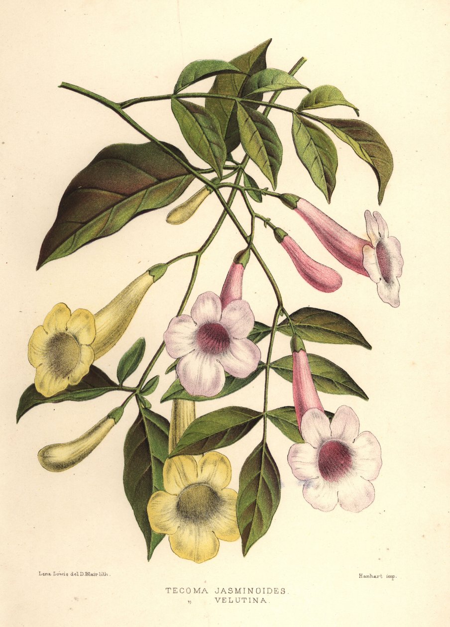Bower of beauty, Pandorea jasminoides (Tecoma jasminoides) a trubač žlutý, Tecoma stans (Tecoma velutina) od Unknown