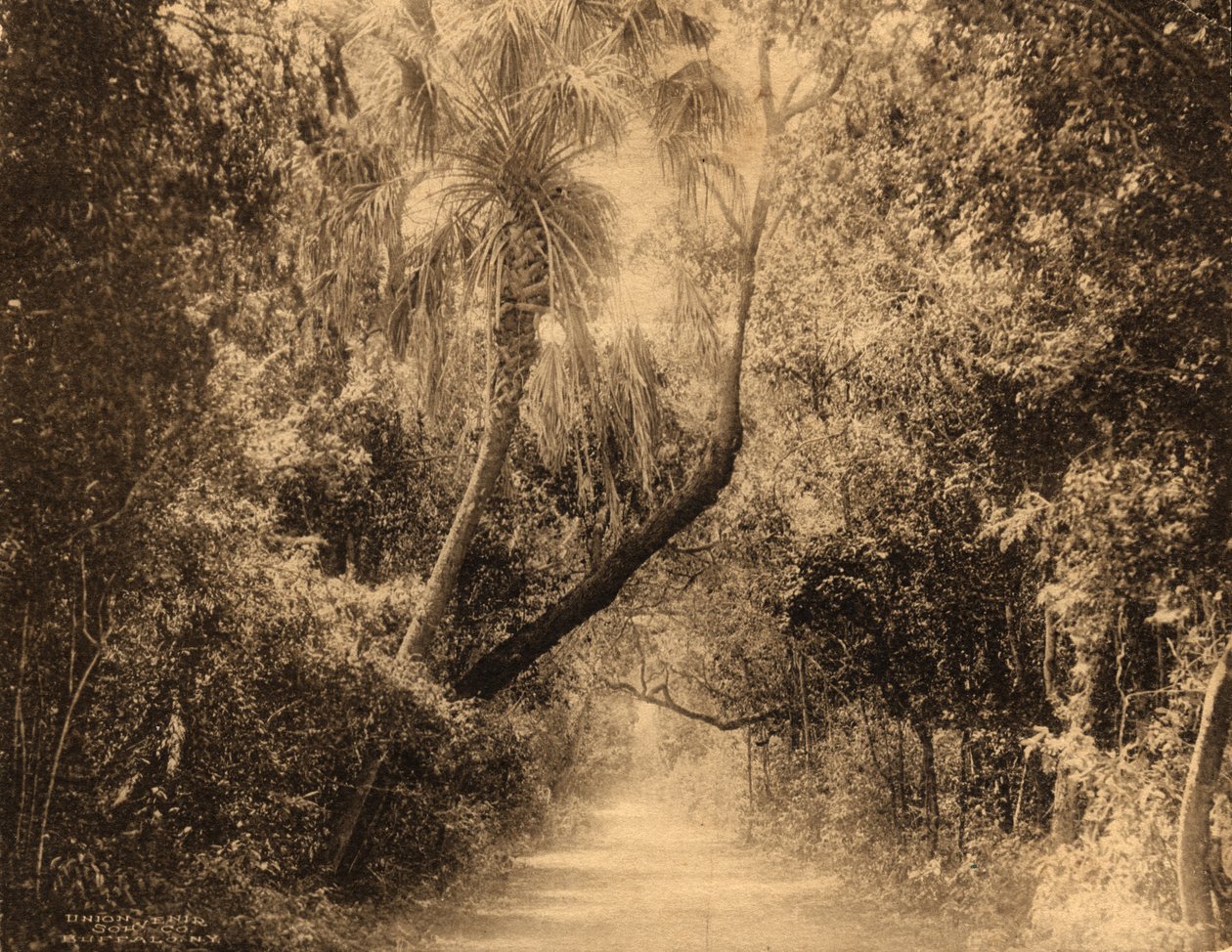 Brickell Hammock, Florida, kolem roku 1910 od Unknown