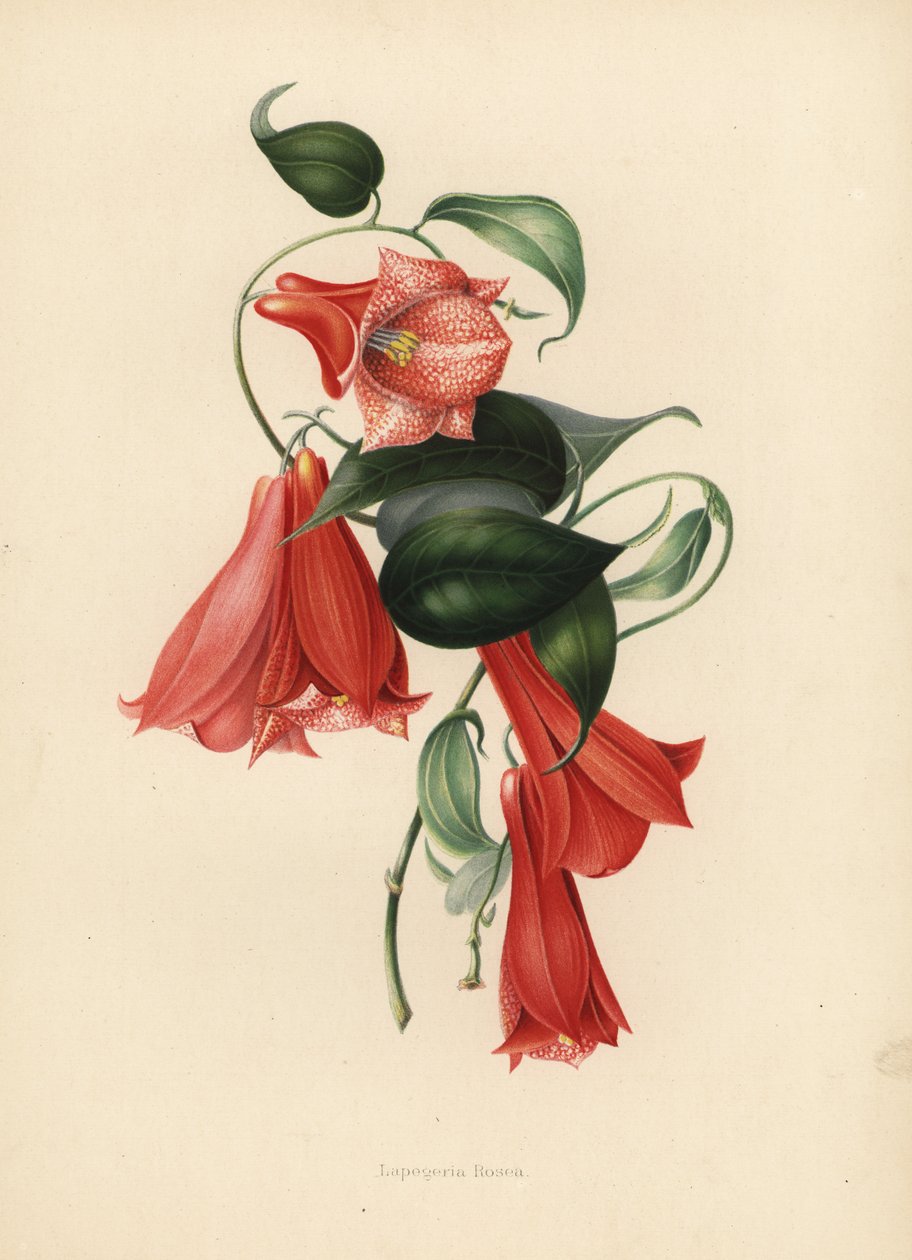 Chilský zvonek nebo kopihue, Lapageria rosea (Lapegeria rosea) od Unknown