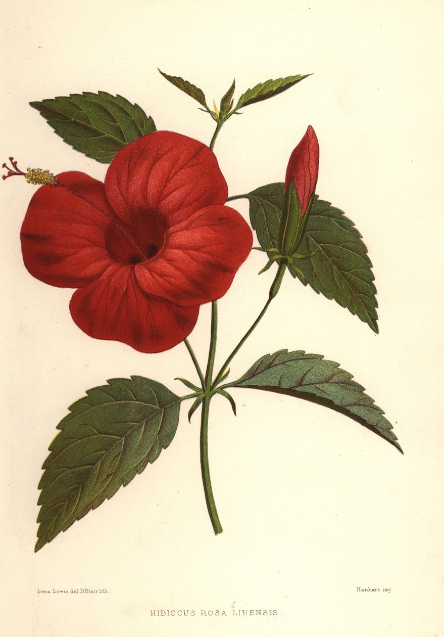 Čínská růže nebo ibišek čínský, Hibiscus rosa-sinensis od Unknown