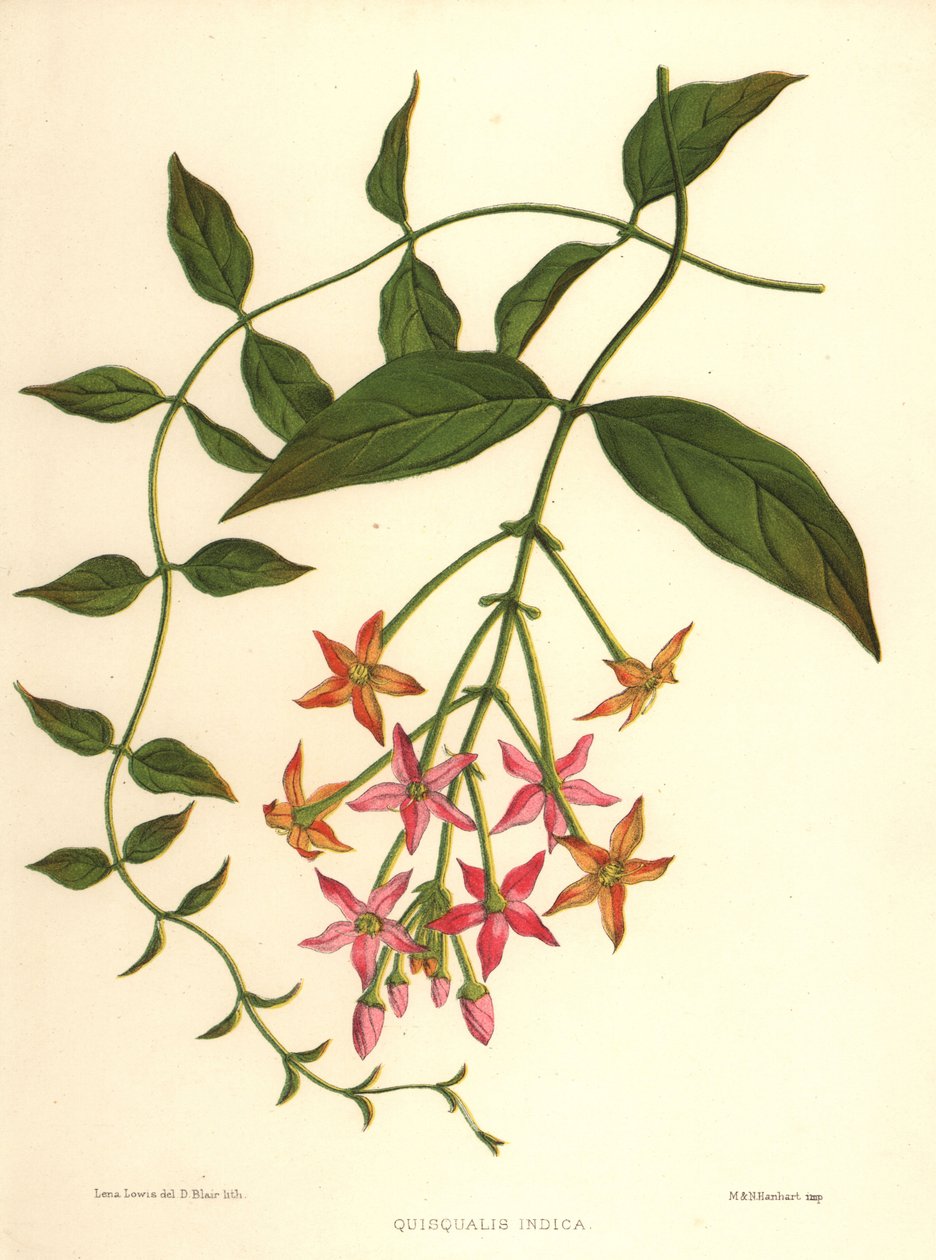 Zimolez čínský nebo liána Rangún, Combretum indicum (Quisqualis indica) od Unknown