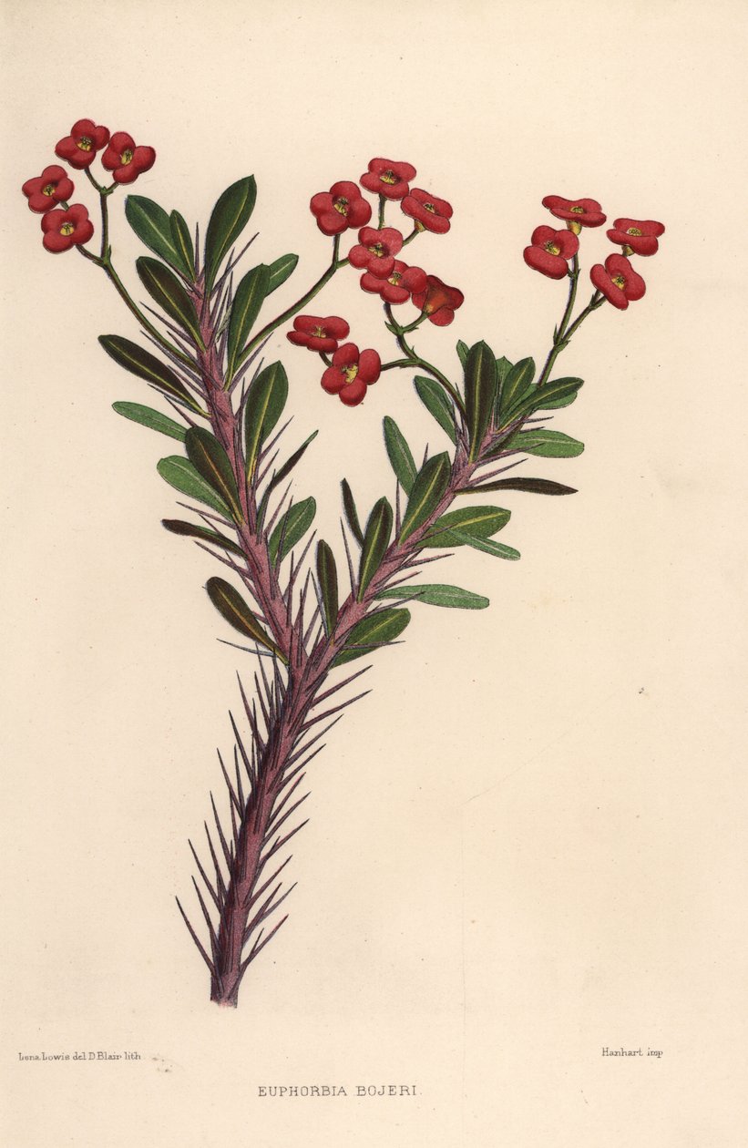 Trnová koruna, Euphorbia milii (Euphorbia bojeri) od Unknown